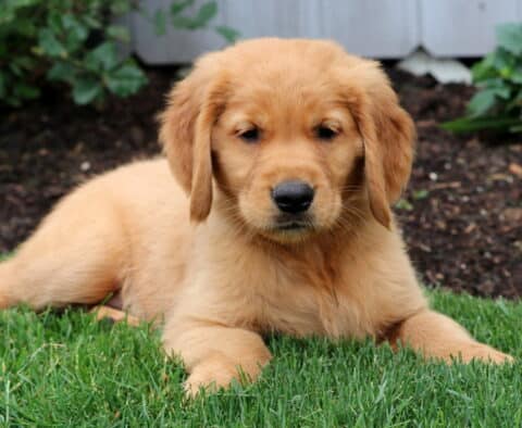 Golden Retriever puppy laying on fresh green grass with a calm expression, in front of a mulched flower bed and garden plants.