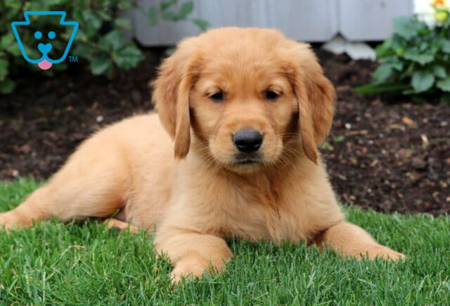 Golden Retriever puppy laying on fresh green grass with a calm expression, in front of a mulched flower bed and garden plants. image