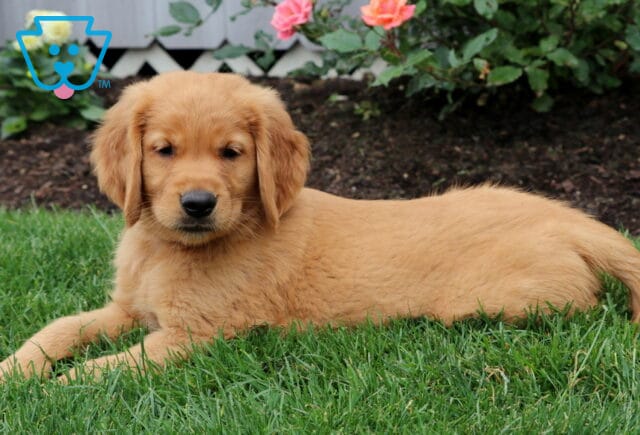 Golden Retriever puppy stretched out on the grass with a peaceful look, lying beside blooming roses and garden soil. image