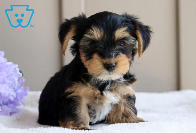 Lucky Yorkie image
