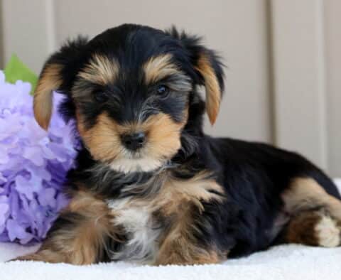 Lucky Yorkie2