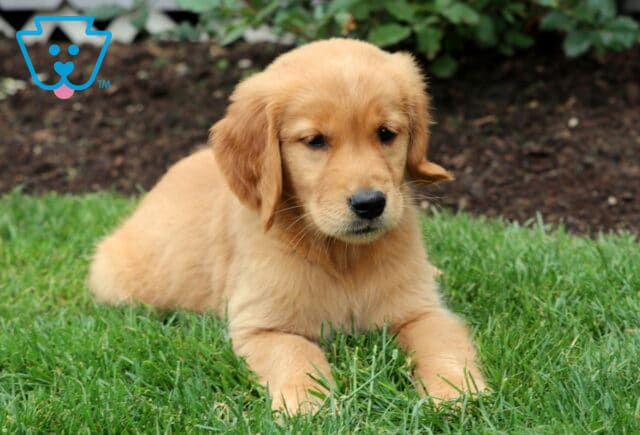Golden Retriever puppy laying with front paws stretched out on lush grass, looking sweetly downward beside a garden bed. image