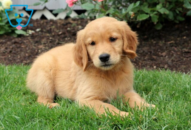Golden Retriever puppy with a soft golden coat laying on green grass, gazing sweetly near a garden bed of roses. image