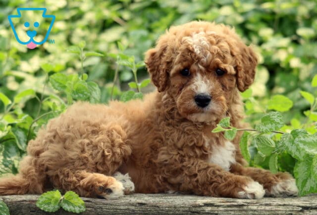 Luka Cavapoo image