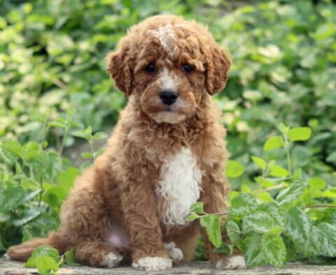 Luka Cavapoo2