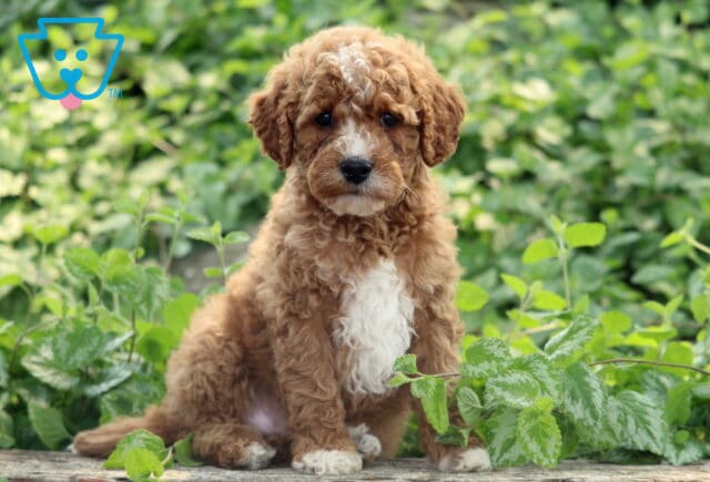 Luka Cavapoo2 image