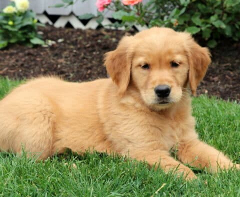 Golden Retriever puppy lounging on the grass with a relaxed posture, soft golden fur, and a backdrop of flowers and garden soil.