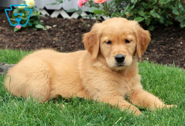Golden Retriever puppy lounging on the grass with a relaxed posture, soft golden fur, and a backdrop of flowers and garden soil. image