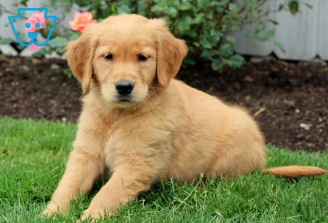 Golden Retriever puppy laying on the grass with a gentle expression, framed by blooming pink roses and garden mulch. image