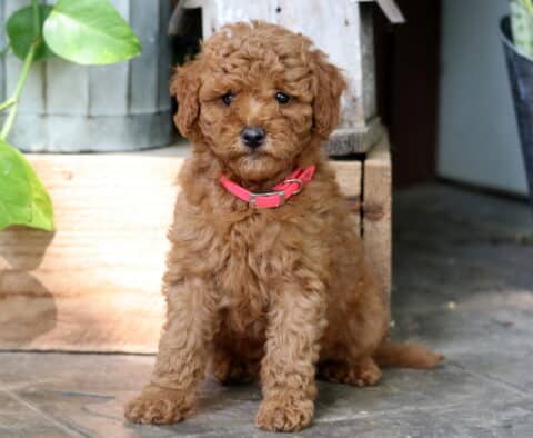 Curly apricot Mini Goldendoodle puppy with a red collar, sitting upright on a tiled floor beside rustic wood decor and a metal flower pot.