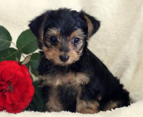 Lyle Yorkie