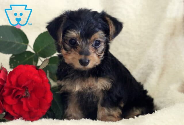 Lyle Yorkie image