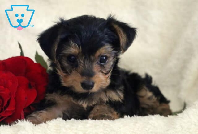 Lyle Yorkie2 image