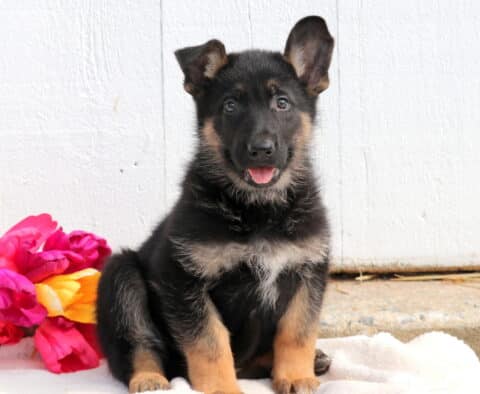 Adorable German Shepherd puppy sitting on a soft blanket, looking up with curious eyes and alert ears.