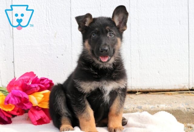 Adorable German Shepherd puppy sitting on a soft blanket, looking up with curious eyes and alert ears. image