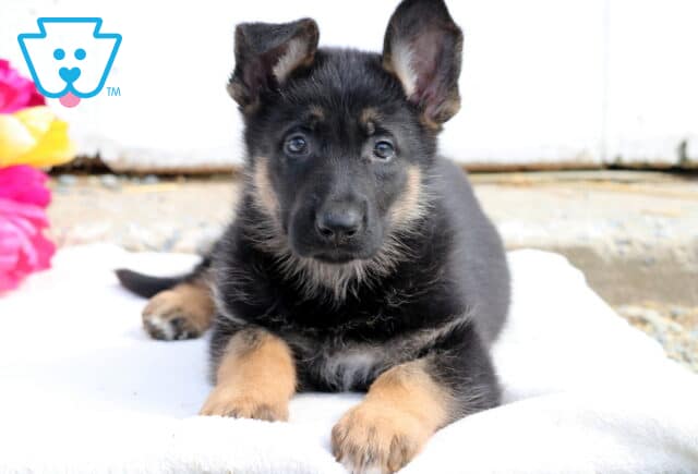 Sweet German Shepherd puppy resting on a light-colored blanket with its front paws stretched out and ears perked up. image