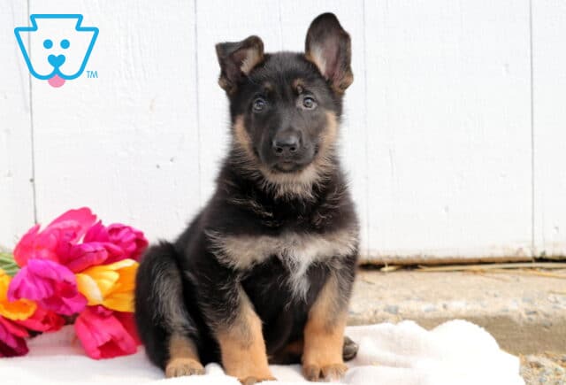 German Shepherd puppy lying on a fluffy white blanket, gazing calmly at the camera with soft, expressive eyes. image
