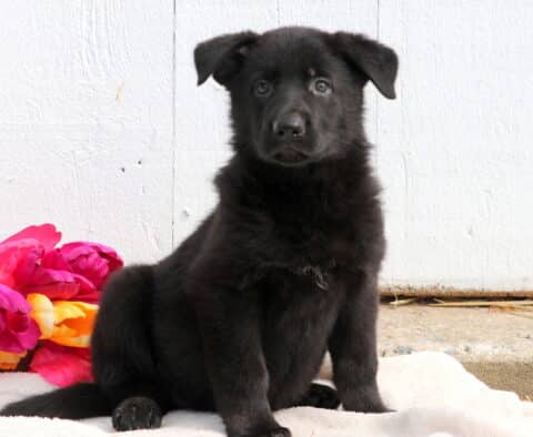 Fluffy German Shepherd puppy sitting calmly on a blanket, with a gentle expression and soft fur framing its face.
