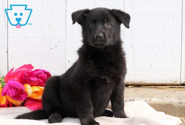Fluffy German Shepherd puppy sitting calmly on a blanket, with a gentle expression and soft fur framing its face. image
