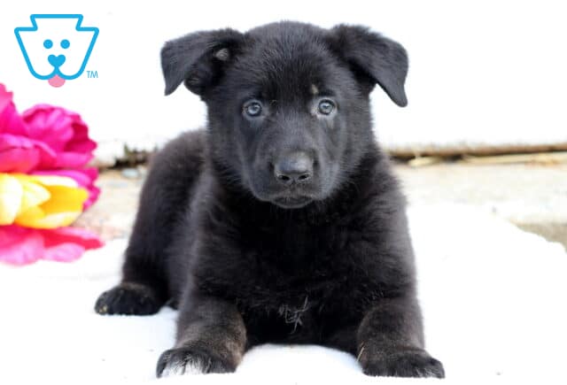 Curious German Shepherd puppy standing on a cozy blanket, gazing attentively with its ears perked and head slightly tilted. image