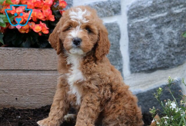 Maddison Mini Goldendoodle image