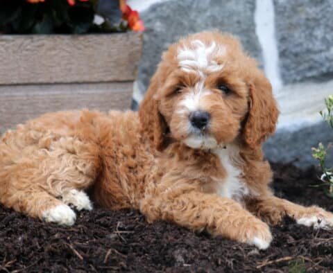 Maddison Mini Goldendoodle2