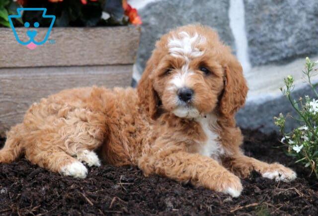 Maddison Mini Goldendoodle2 image