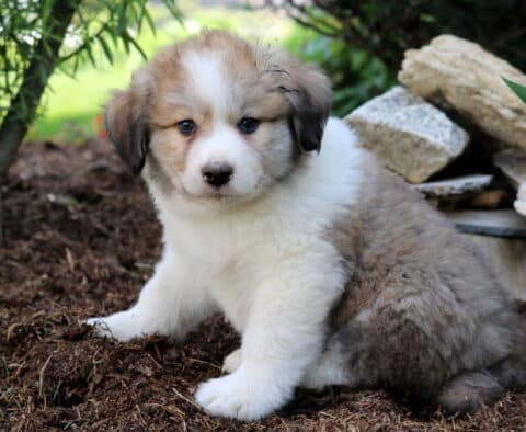 Maddox Australian Shepherd Mix