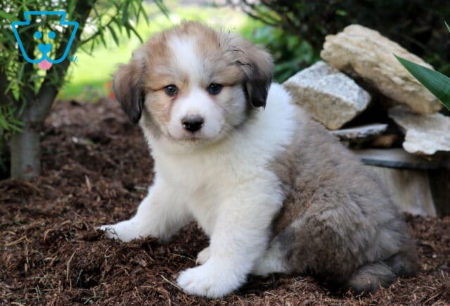 Australian Shepherd Mix puppy with a fluffy white and gray coat and tan face markings sitting on mulch beside a pile of rocks and greenery. image