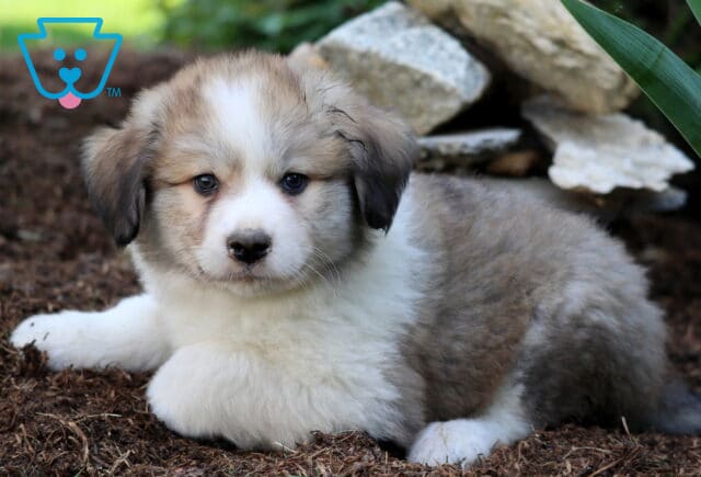 Fluffy Australian Shepherd Mix puppy with a soft white and gray coat and dark facial markings, laying on mulch near stacked stones and greenery. image