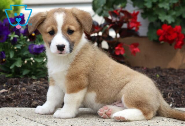 Tan and white Welsh Corgi Mix puppy with a white blaze on its face sitting on a sidewalk, with vibrant red and purple flowers blooming behind it. image