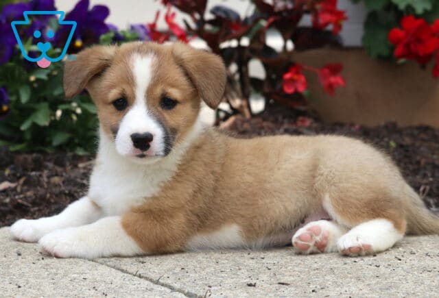 Sweet tan and white Welsh Corgi Mix puppy lying on a sidewalk with its paws stretched forward, surrounded by bright red and purple flowers. image