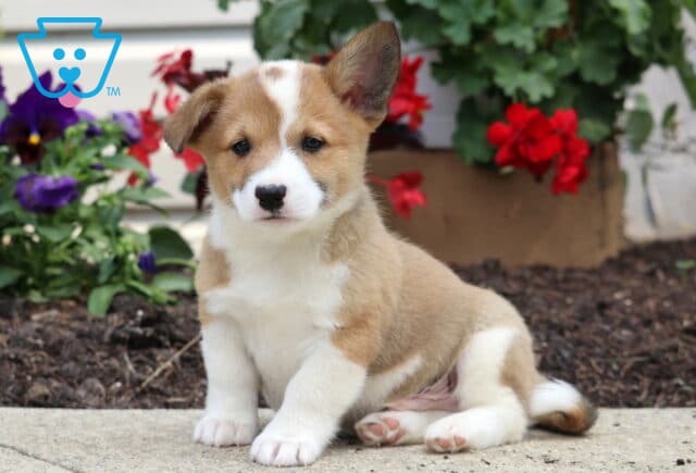Alert tan and white Welsh Corgi Mix puppy sitting on a sidewalk with one ear perked up, surrounded by vibrant red and purple flowers in a garden bed. image