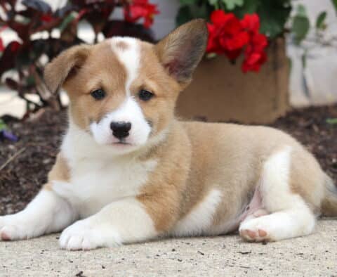 Major Corgi Mix2