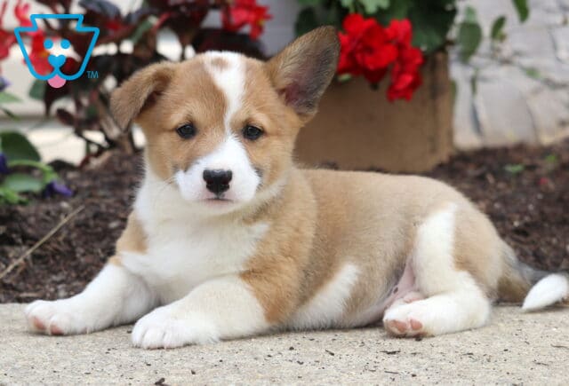 Charming tan and white Welsh Corgi Mix puppy lying down on a sidewalk, with one ear standing tall and colorful red and purple flowers in the background. image