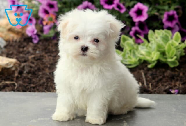 Fluffy white Maltese puppy sitting on a stone surface with purple and green flowers in the background. image