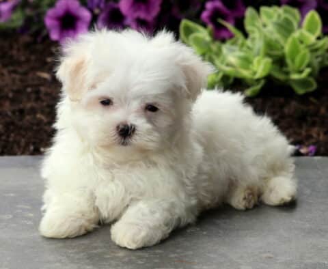 Major Maltese2
