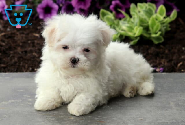 Major Maltese2 image