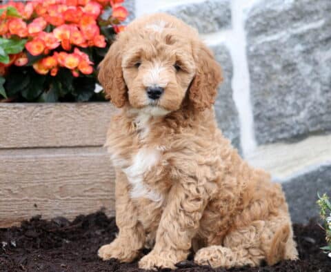 Mandy Mini Goldendoodle