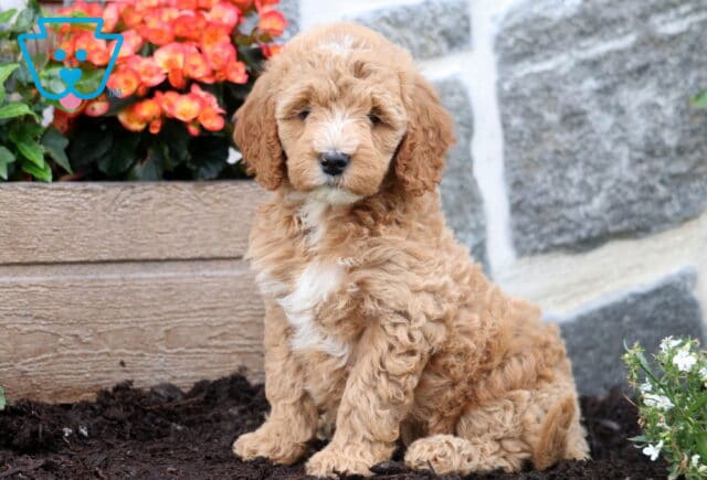 Mandy Mini Goldendoodle image