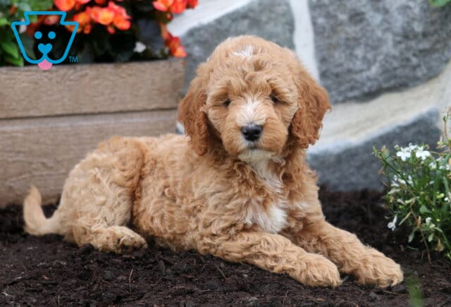 Mandy Mini Goldendoodle2 image