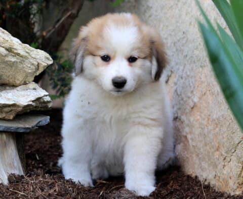 Maple Australian Shepherd Mix