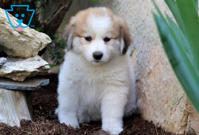 Fluffy white and tan Australian Shepherd Mix puppy with dark ears sitting beside a stone wall and stacked rocks, surrounded by greenery. image