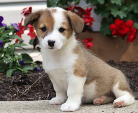 Maple Corgi Mi