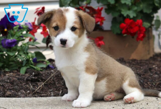 Sweet tan and white Welsh Corgi Mix puppy sitting upright on a sidewalk with a white blaze on its face, surrounded by blooming red and purple flowers. image