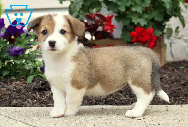 Alert Welsh Corgi Mix puppy standing on a sidewalk, showing off a tan and white coat with a white blaze and dark-tipped tail, surrounded by vibrant garden flowers. image