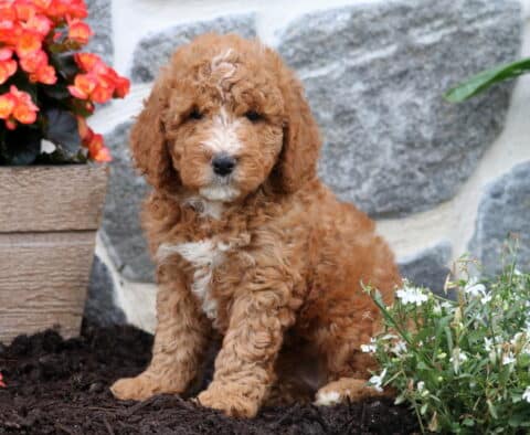 Maple Mini Goldendoodle