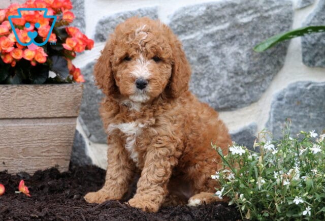 Maple Mini Goldendoodle image
