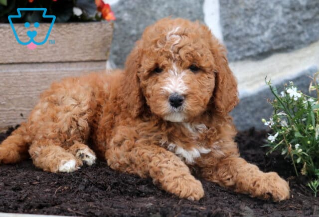 Maple Mini Goldendoodle2 image