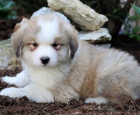 Marco Australian Shepherd Mix